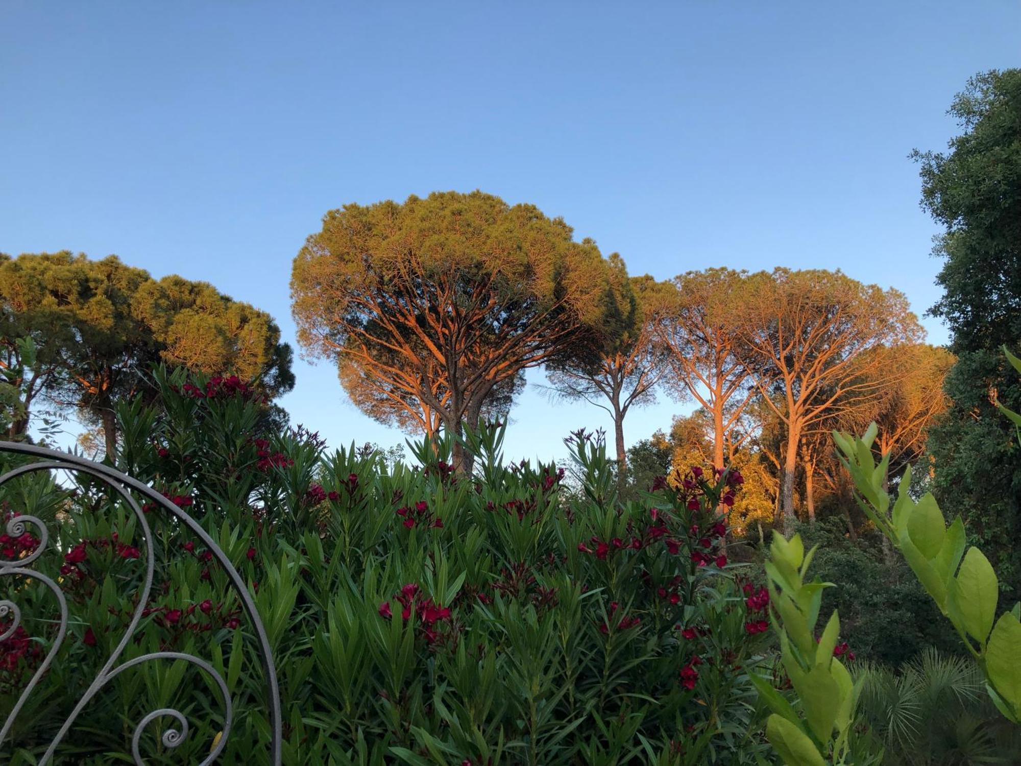 Sous Les Pins Parasols Vidauban Exteriör bild