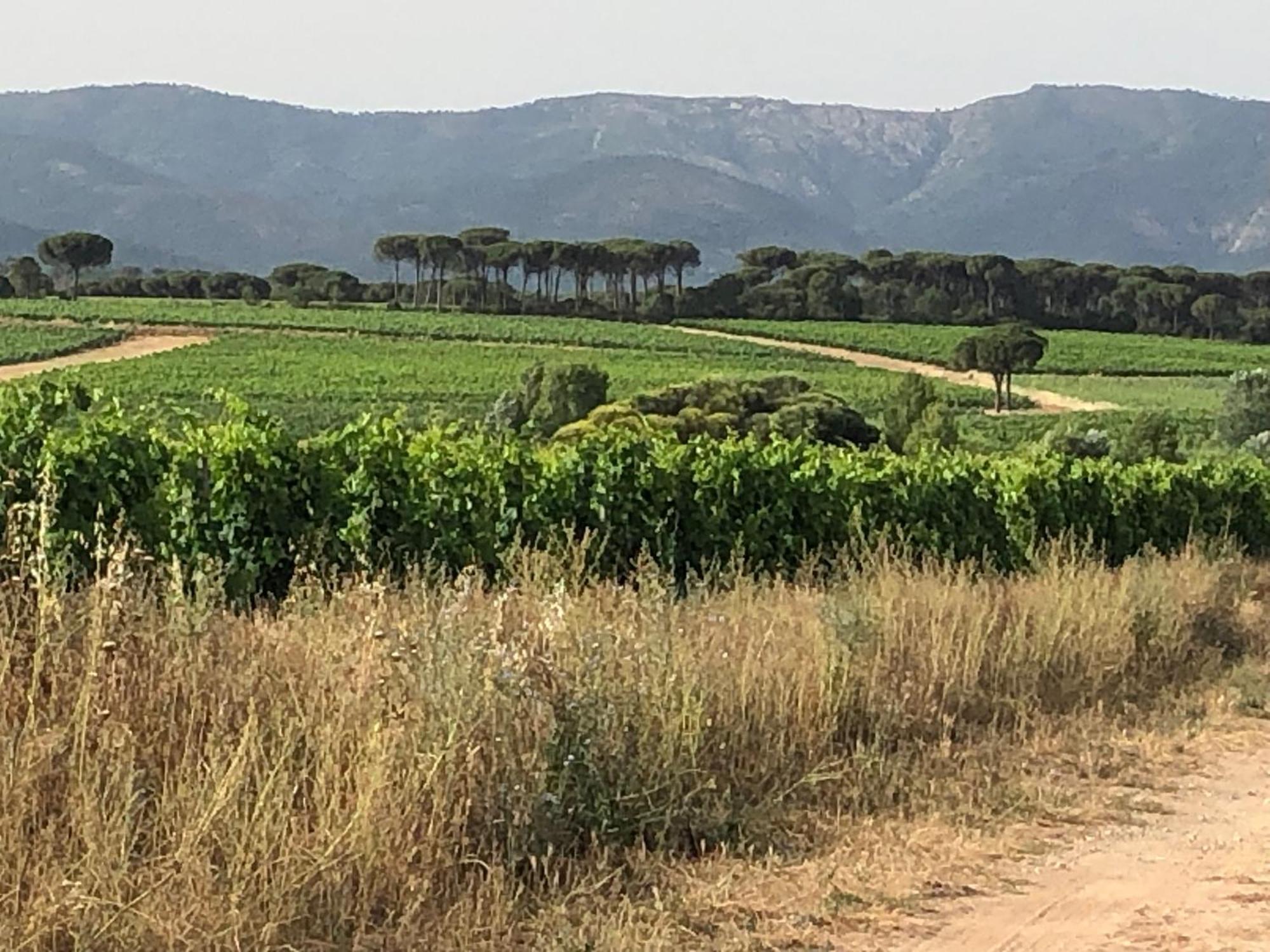 Sous Les Pins Parasols Vidauban Exteriör bild