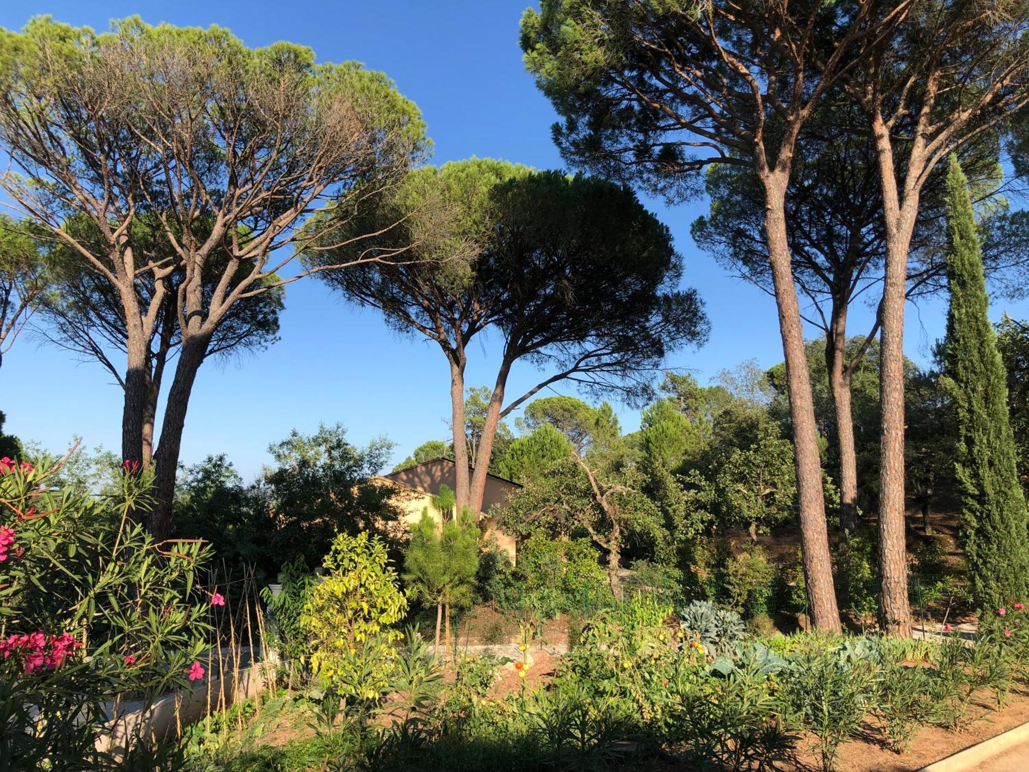Sous Les Pins Parasols Vidauban Exteriör bild
